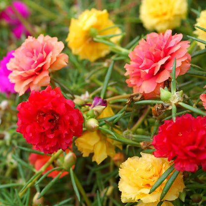 Portulaca flower seeds