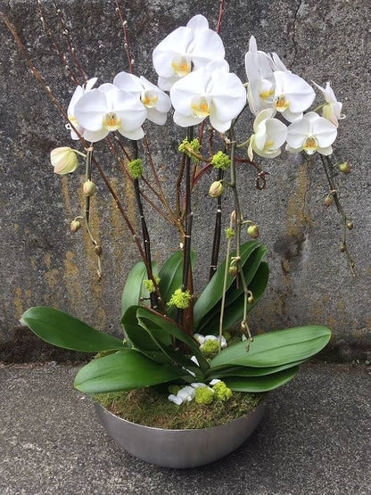 Phalaenopsis Orchid flower seeds