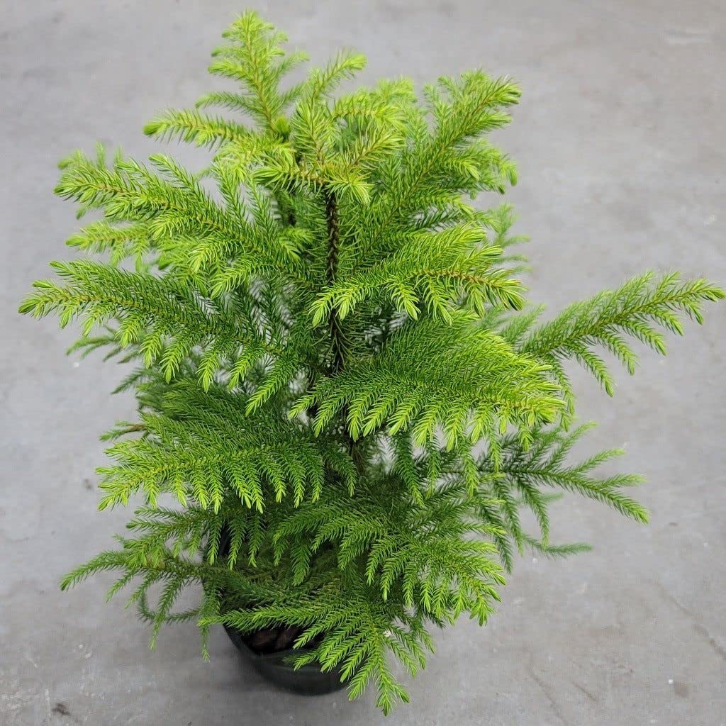 Green Araucaria flower seeds