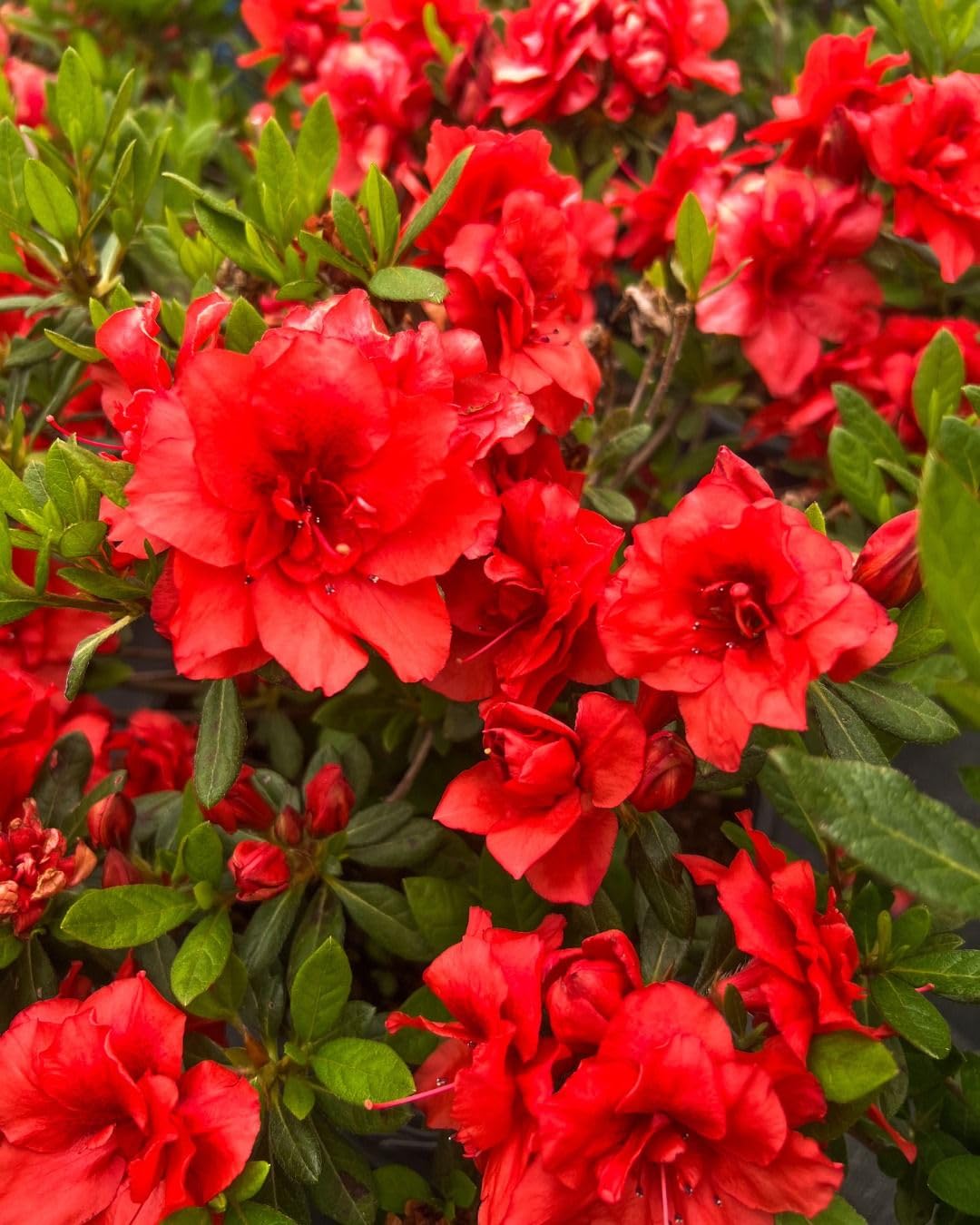 Red Azalea flower seeds