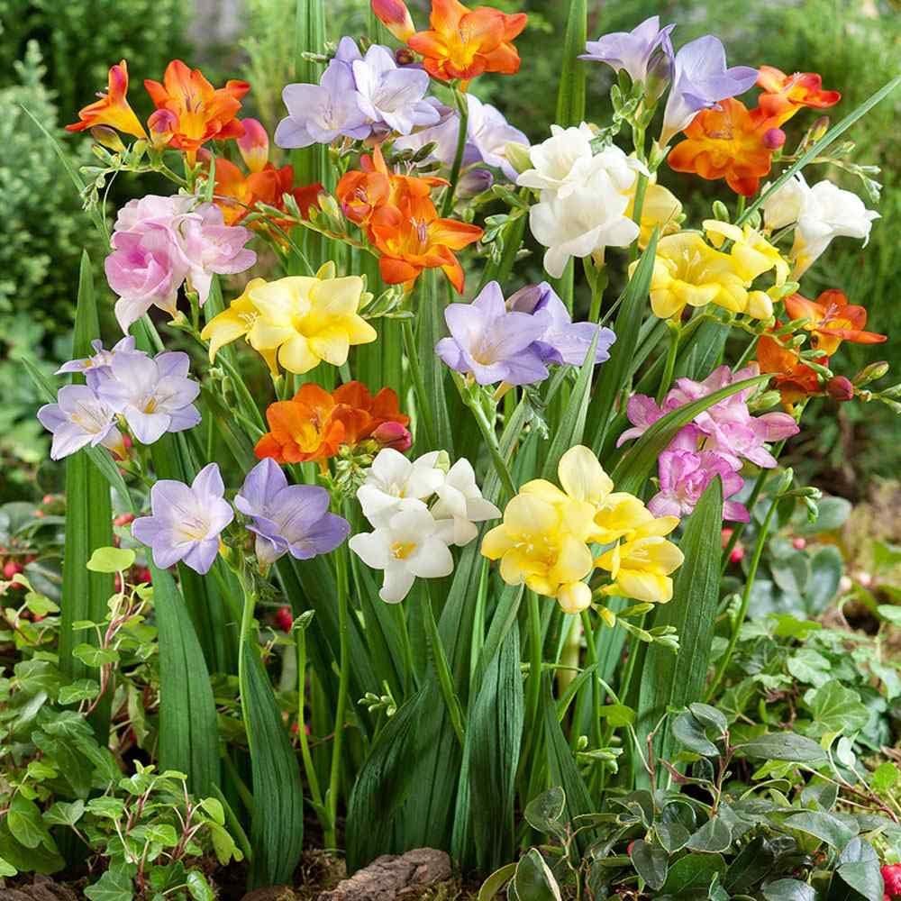 Freesia flower seeds