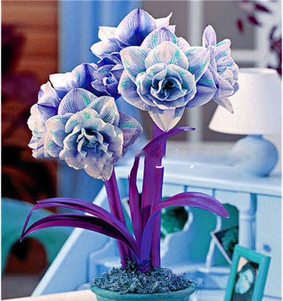 Blue Hippeastrum flower seeds