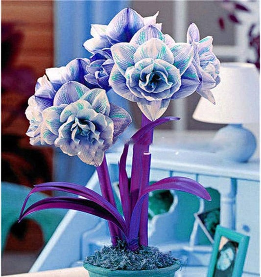Blue Hippeastrum flower seeds