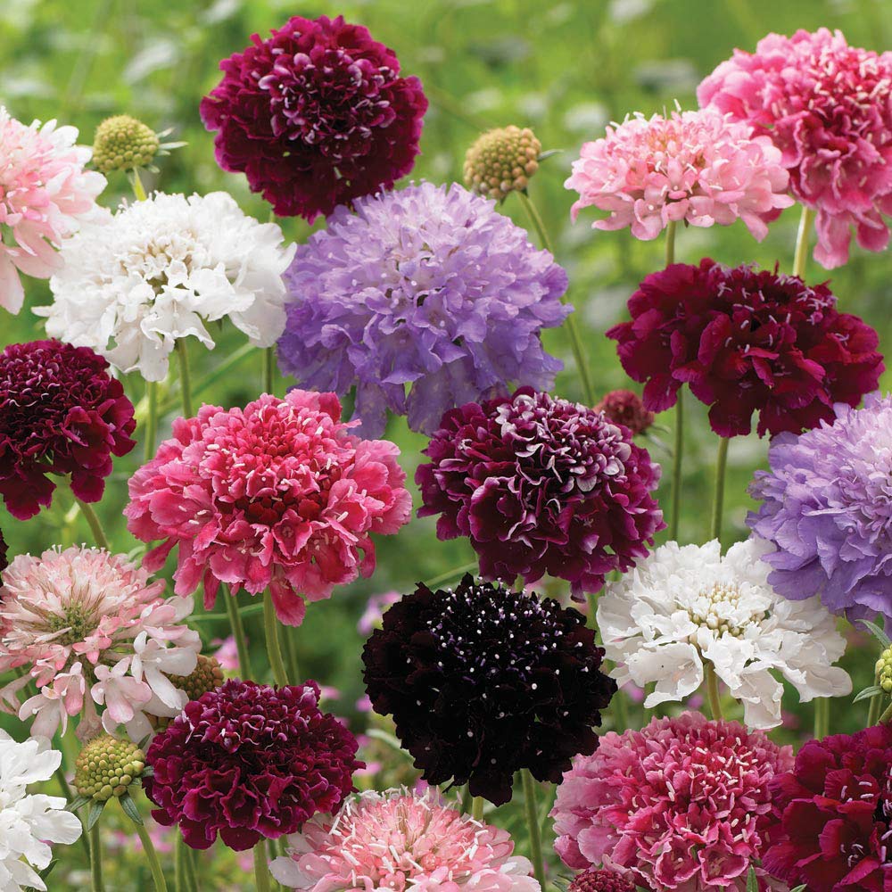 Pincushion Scabiosa flower seeds
