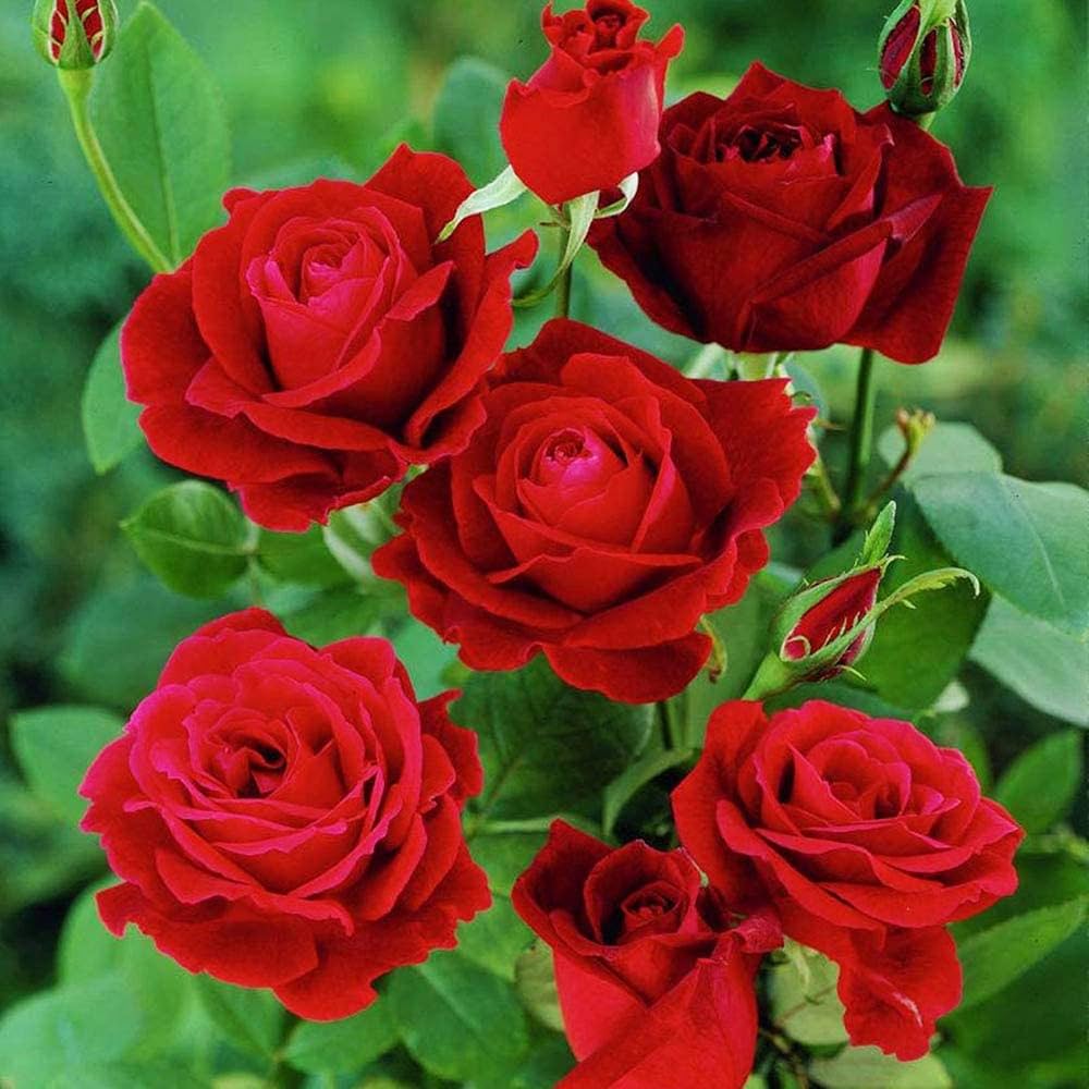 Bonsai Polyantha flower seeds