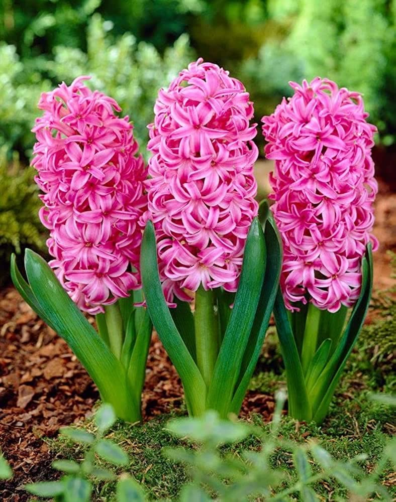 Hyacinth flower seeds
