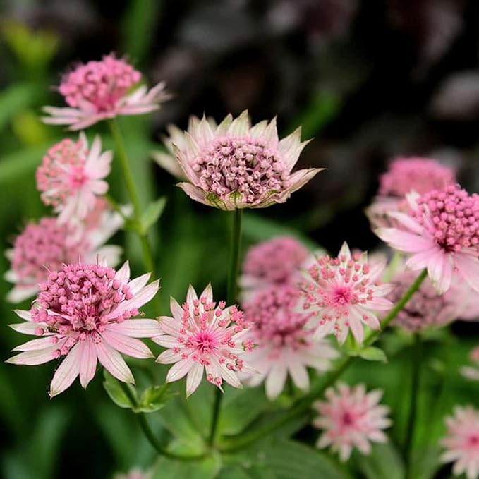 Astrantia flower seeds