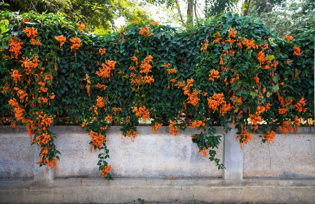Orange Clematis flower seeds