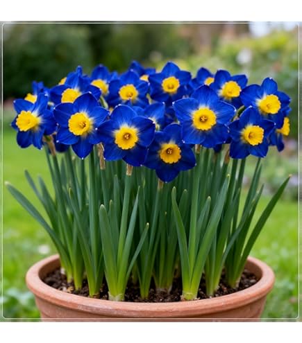 Blue Yellow flower seeds