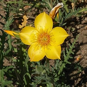 Mentzelia Lindleys flower seeds