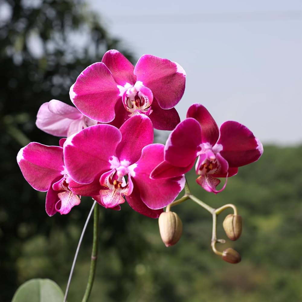 Pink Hydroponic flower seeds