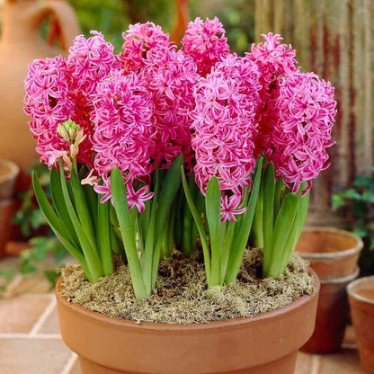 Hyacinth flower seeds