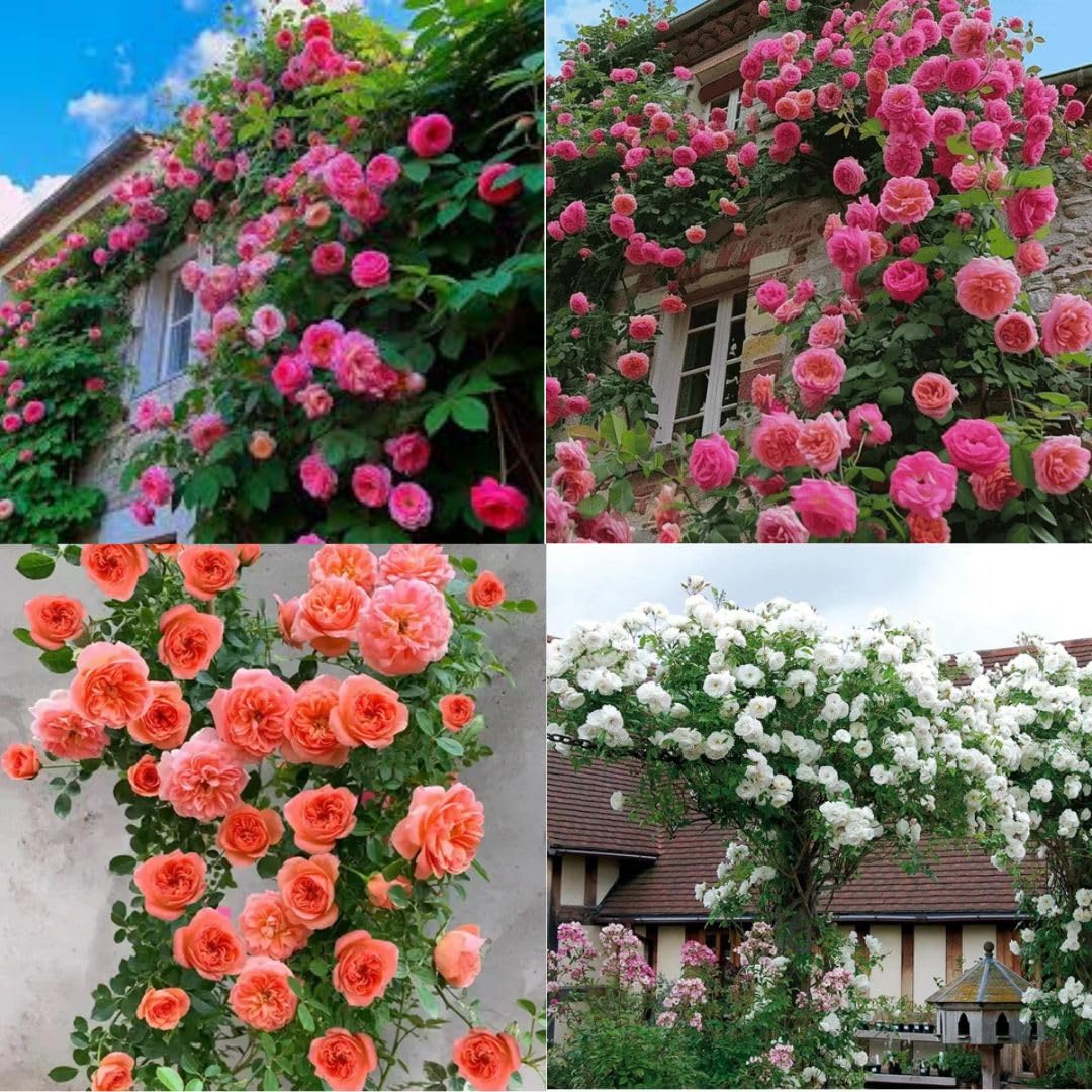 Climbing flower seeds