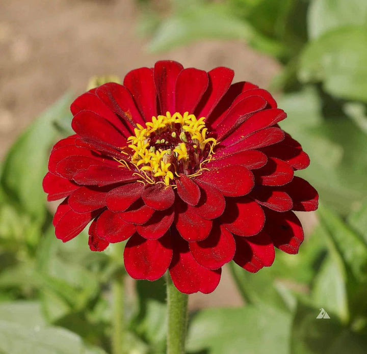 Burgundy Zinnia flower seeds