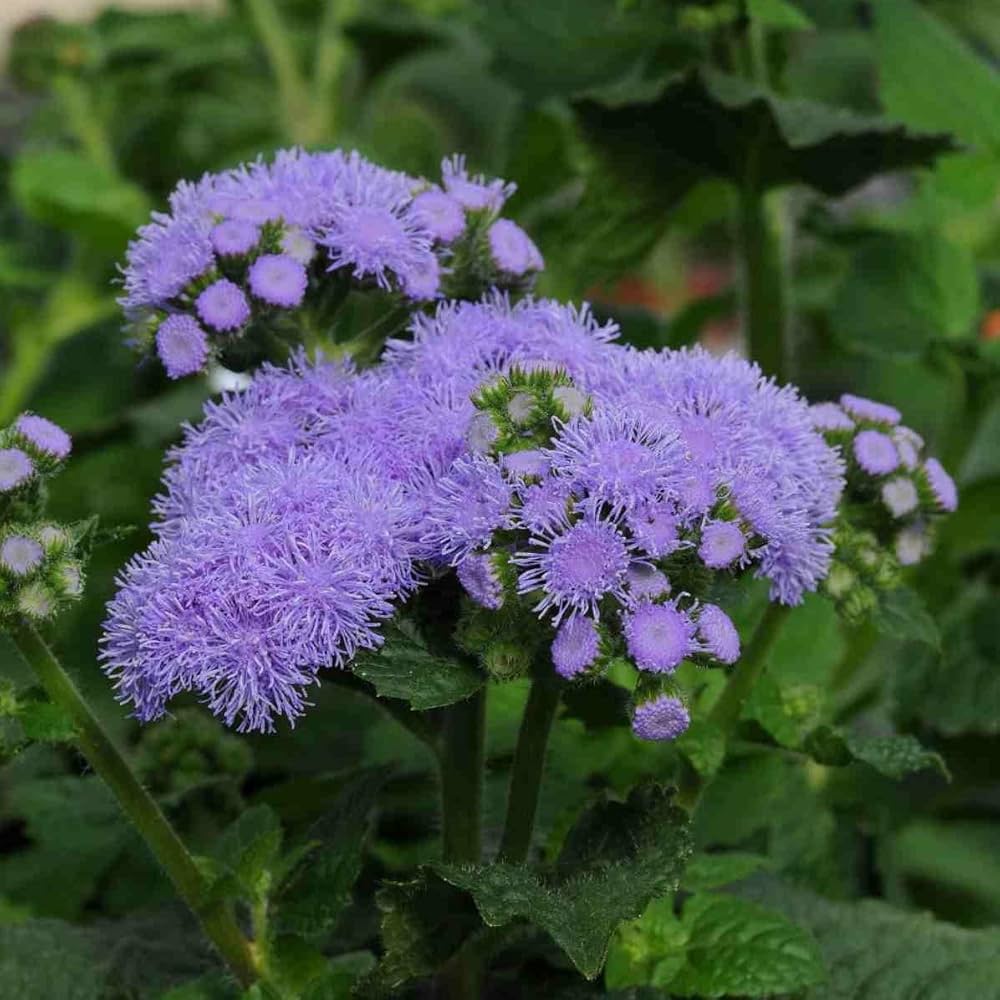 Ageratum flower seeds