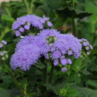 Ageratum flower seeds