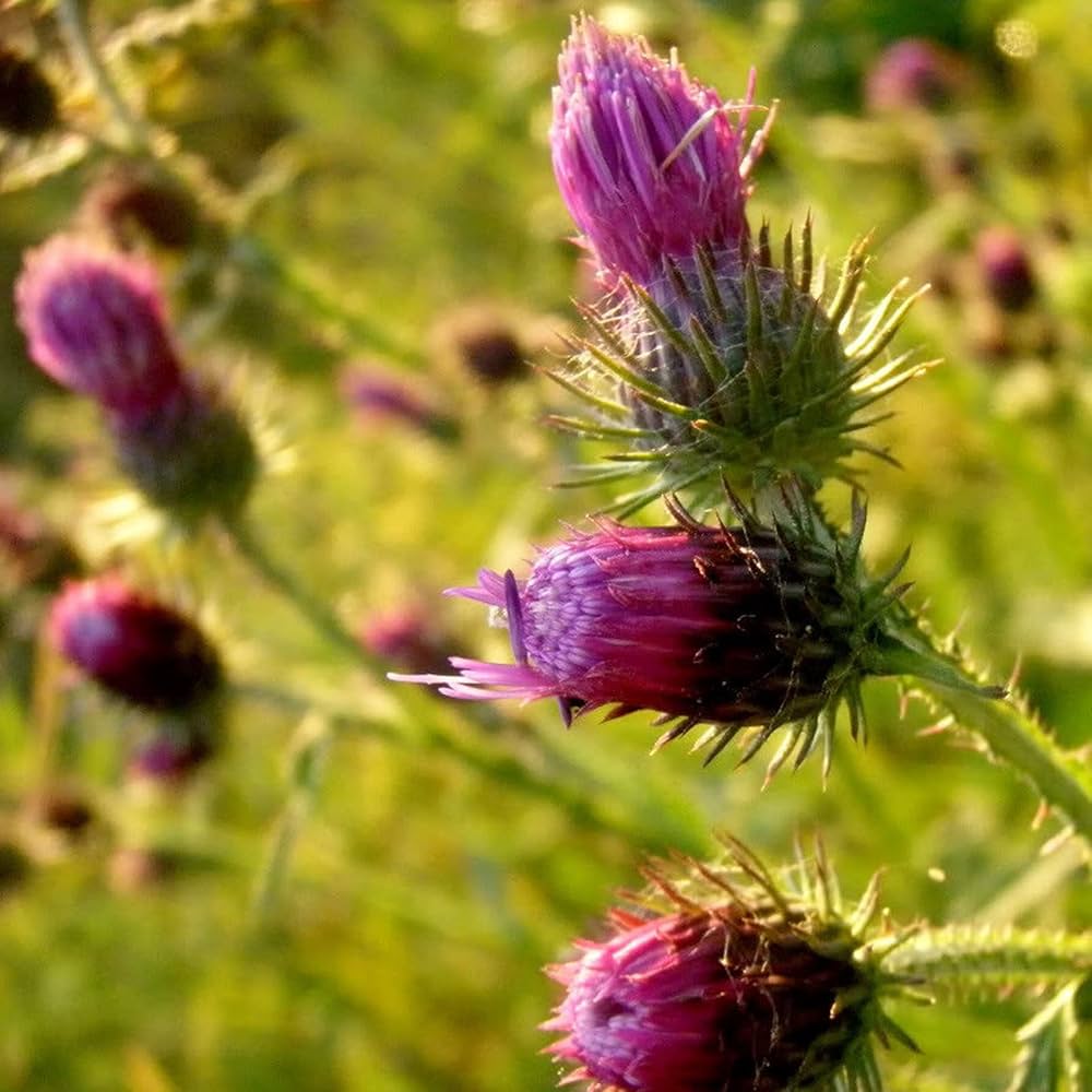 Pink Arctium flower seeds