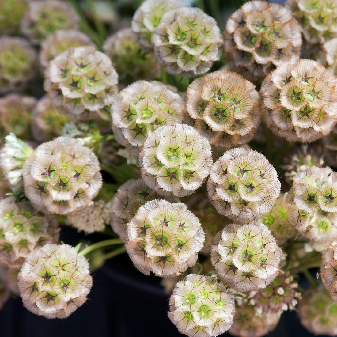 Drumstick Scabiosa flower seeds