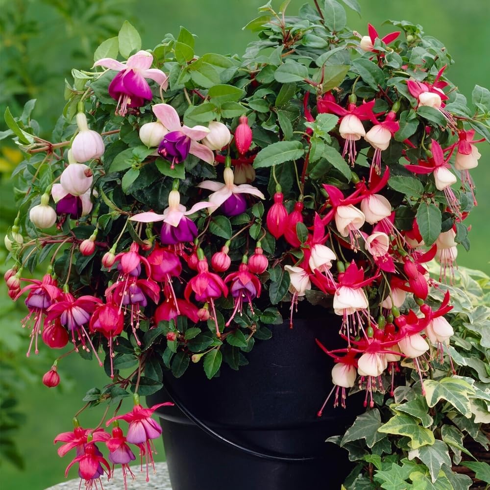 Color Fuchsia flower seeds