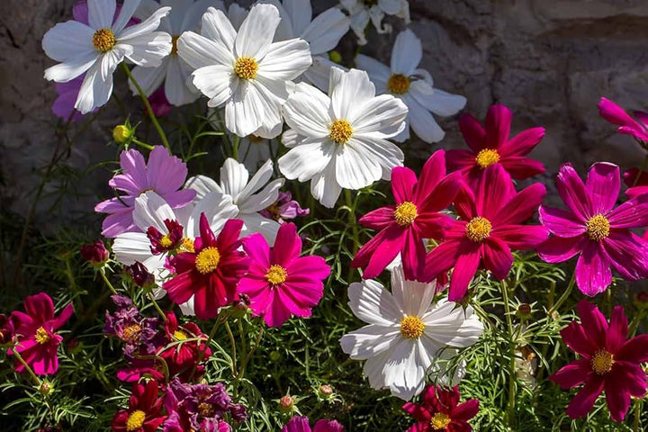 Cosmos flower seeds
