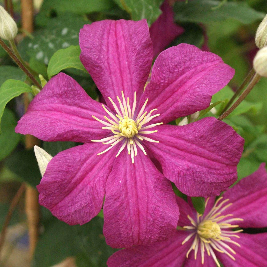 Clematis flower seeds