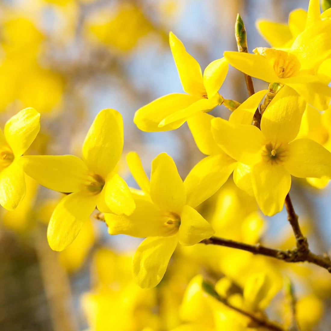 Yellow Forsythia flower seeds