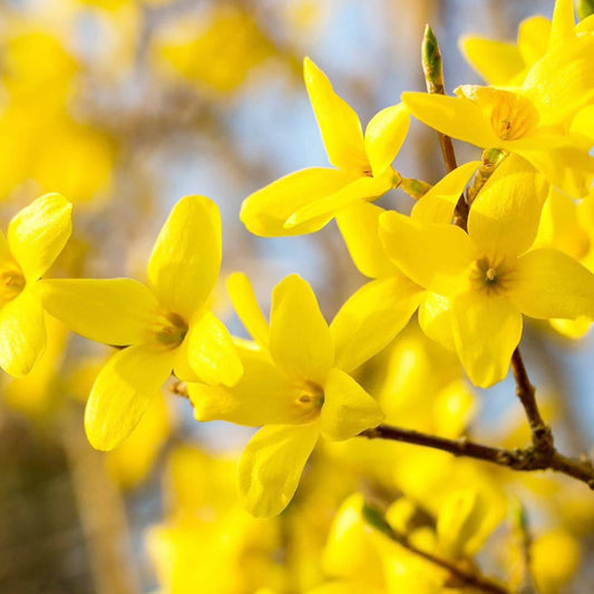 Yellow Forsythia flower seeds