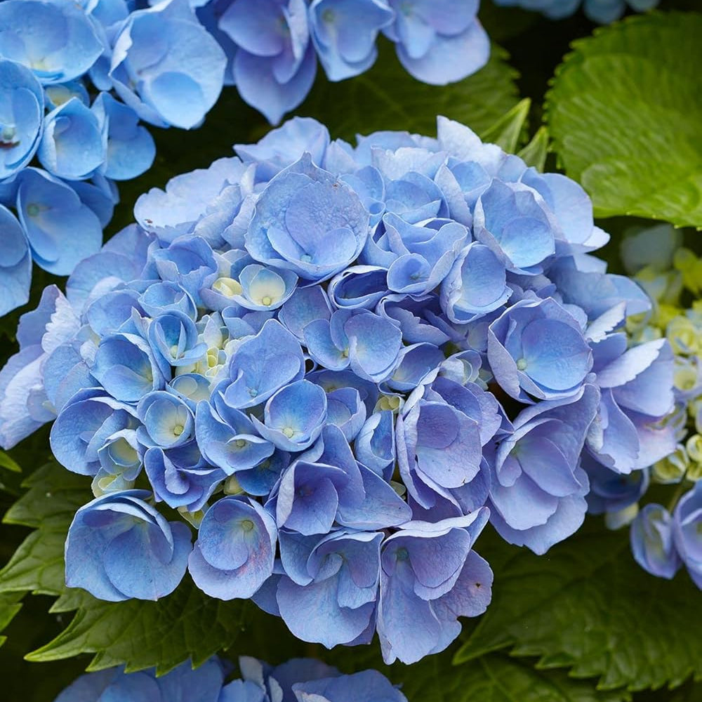 Hydrangea flower seeds