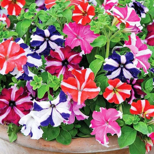 Candypops Picotee flower seeds
