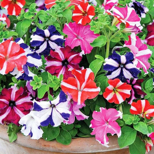 Mexican Petunia flower seeds