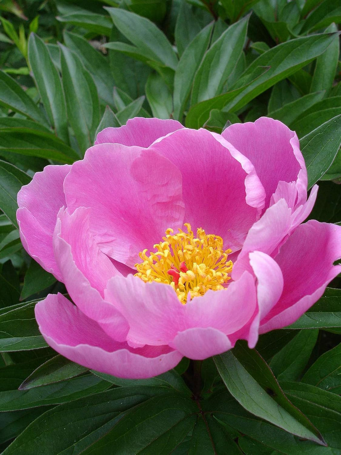 Lactiflora flower seeds