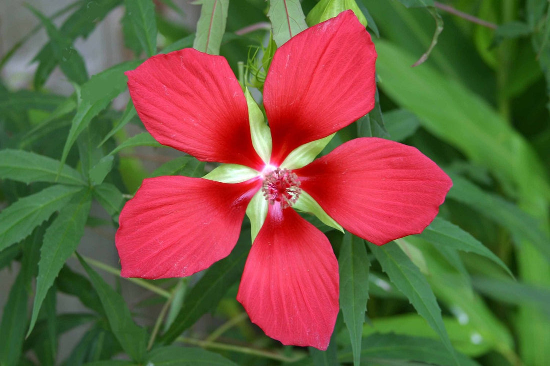 Red Giant flower seeds