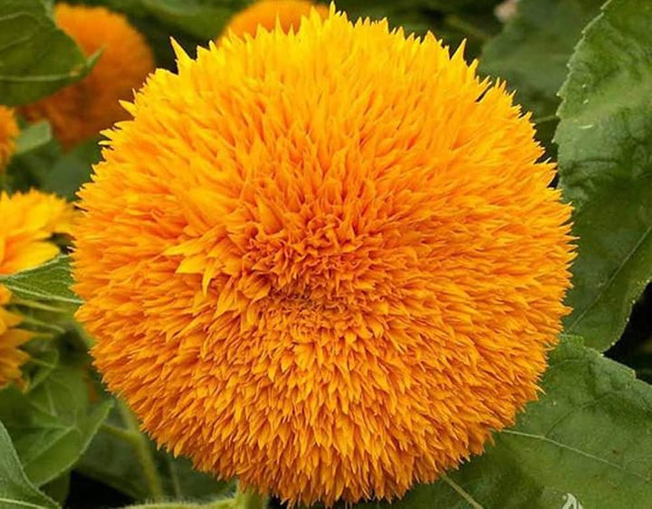 Sunflower Teddy flower seeds