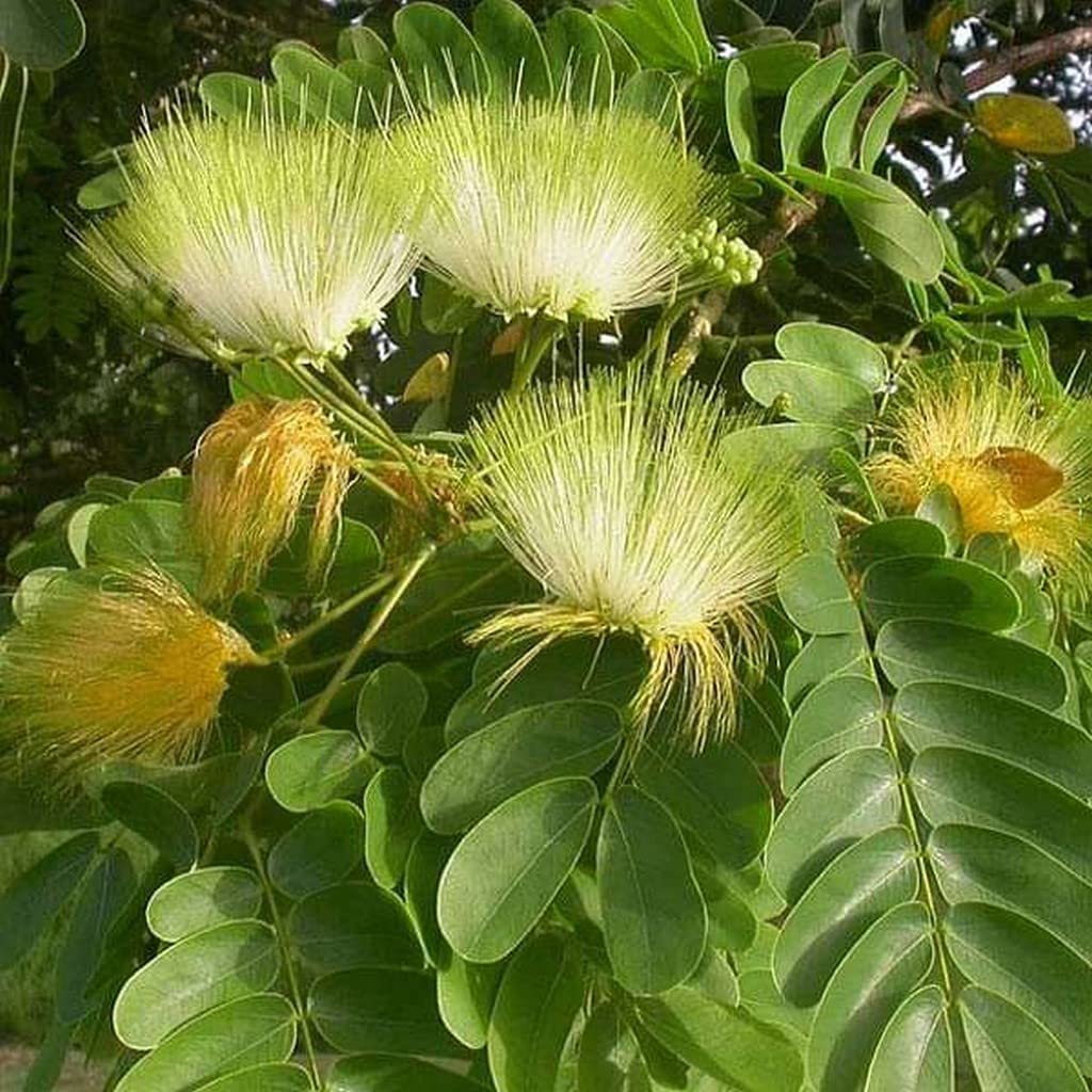 Green Albizia flower seeds