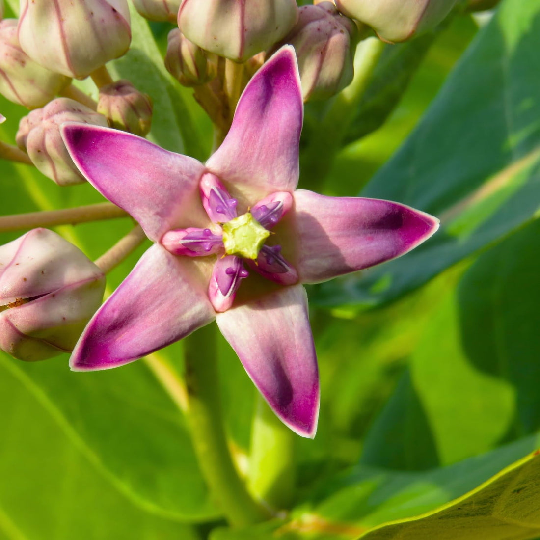 Calotropis flower seeds