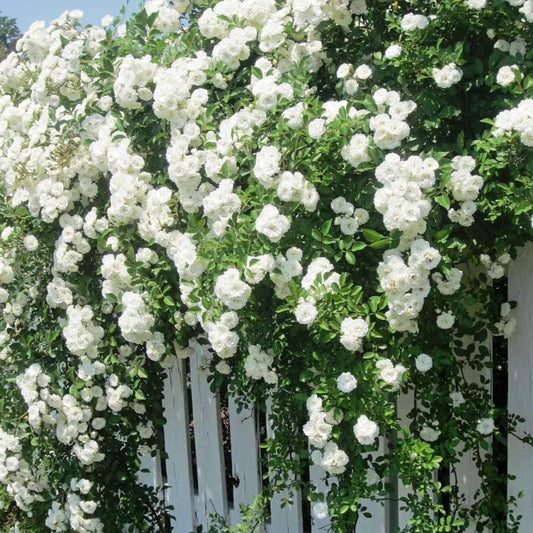 White Climbing flower seeds