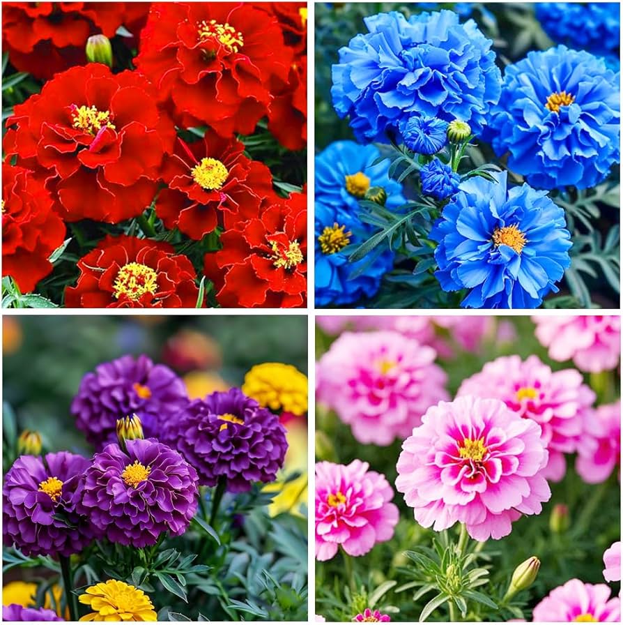 Perennial flower seeds