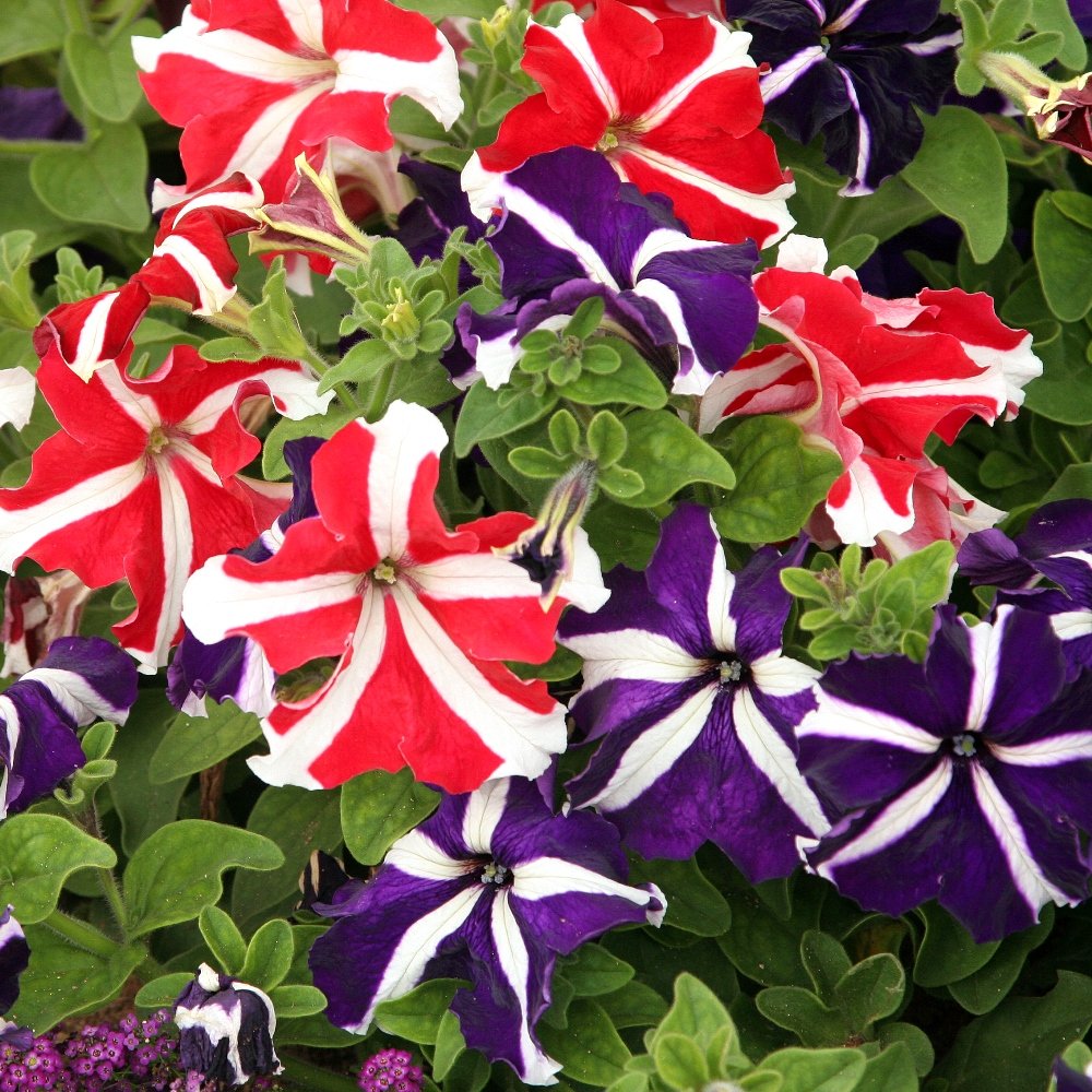 Pellettato Limbo flower seeds