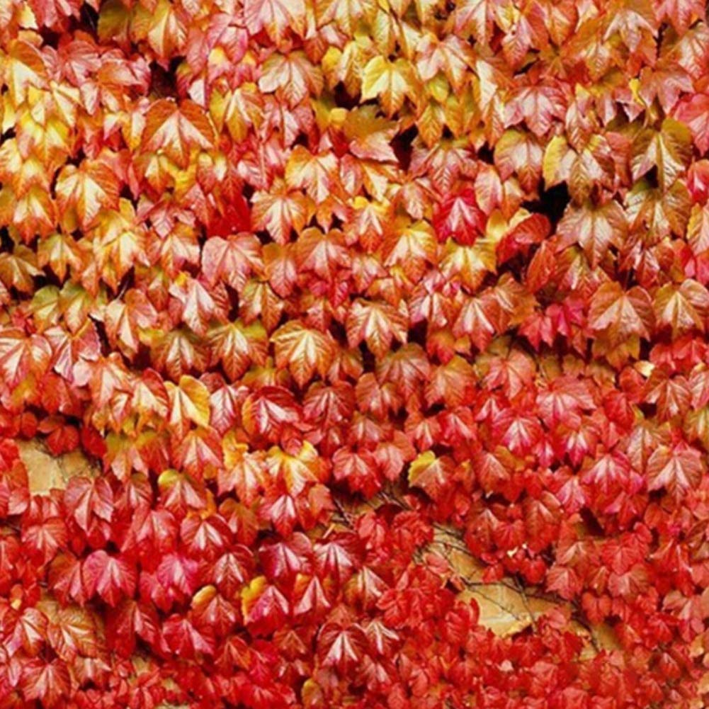 Parthenocissus Tricuspidata flower seeds