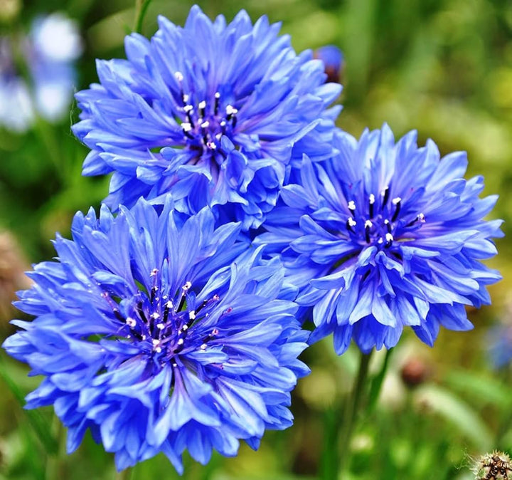 Cornflower flower seeds