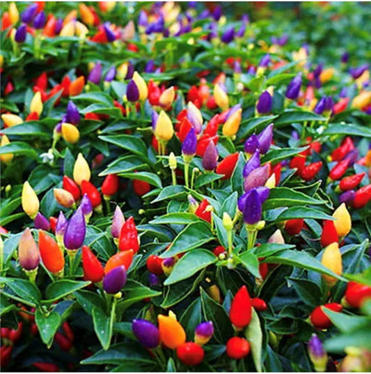 melrose pepper seeds