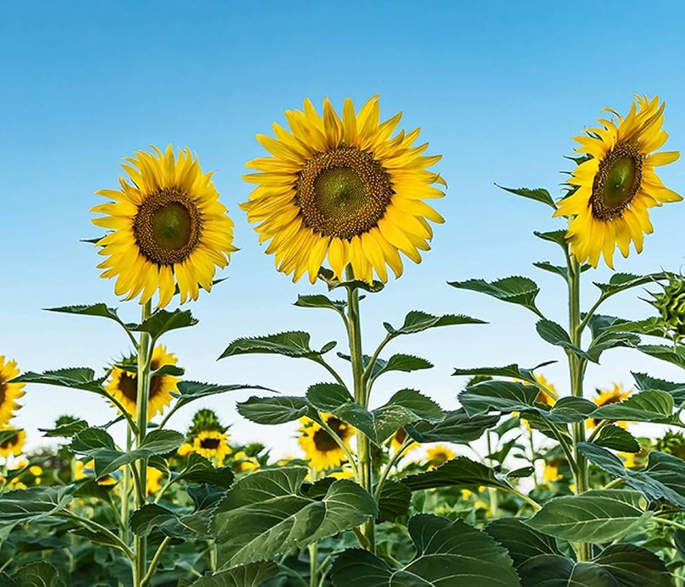 Giant Sunflower flower seeds