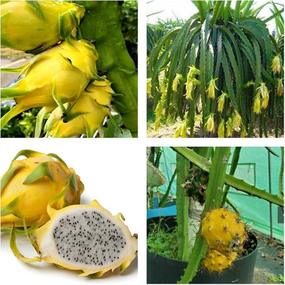 Mixed Pitaya Fruit Seeds for Planting – Heirloom Non-GMO Garden Seeds