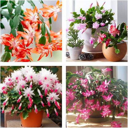 Multicolor Schlumbergera flower seeds
