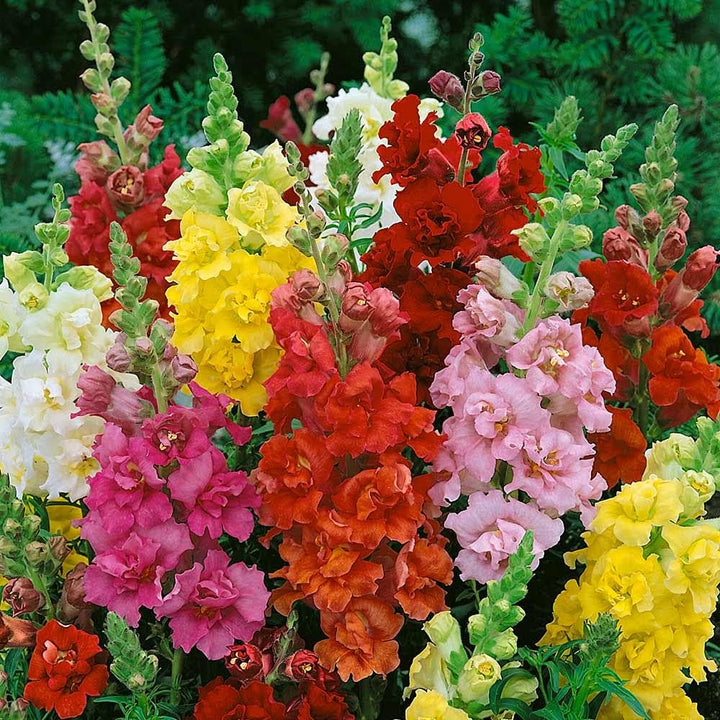 Snapdragon Anthirrhinum flower seeds