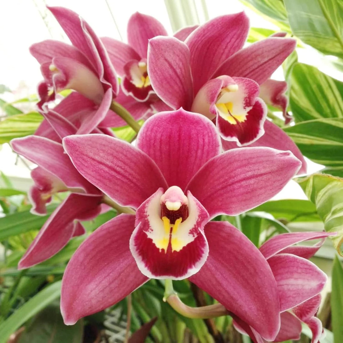 Orchid Orchidaceae flower seeds