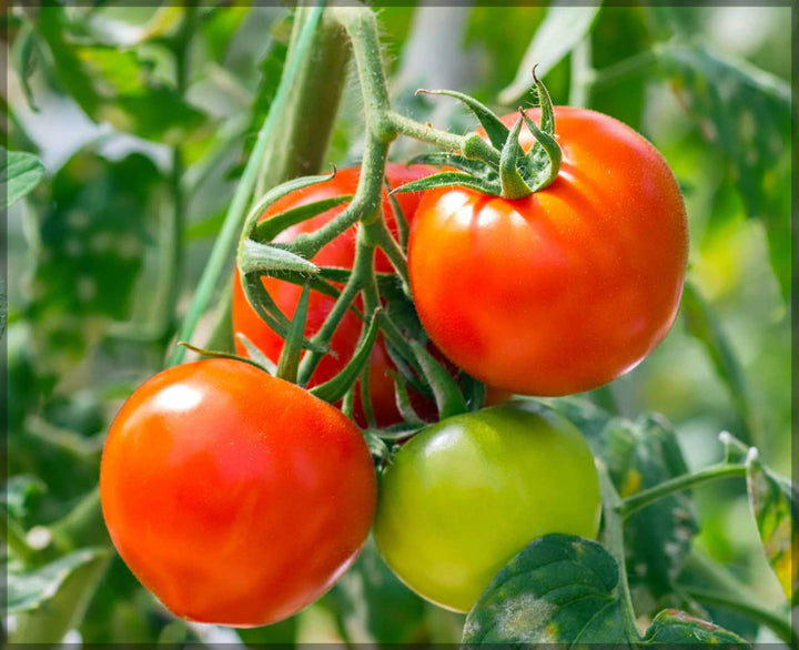 Reisenden 76 Tomato Seeds