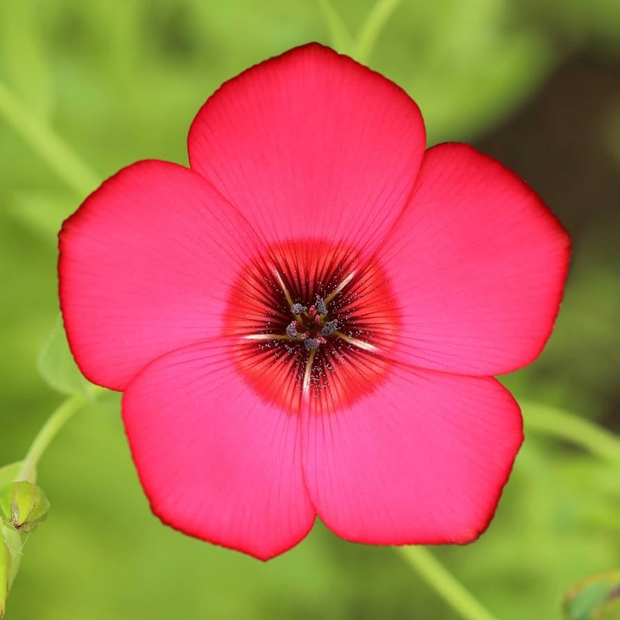 Red Rock flower seeds