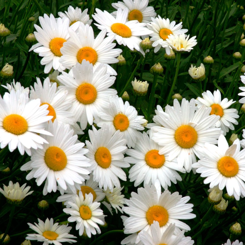 Daisy Livingstone flower seeds