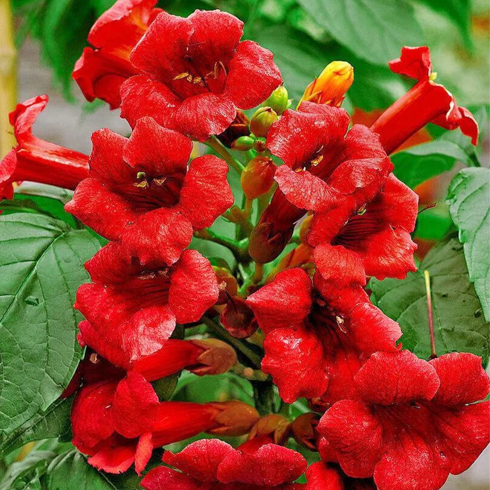 Hummingbird Trumpet Vine plant